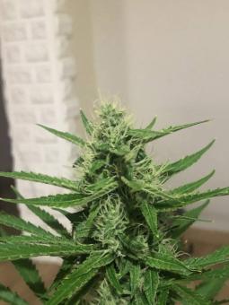 Blueberry Haze Genetics - картинка 3