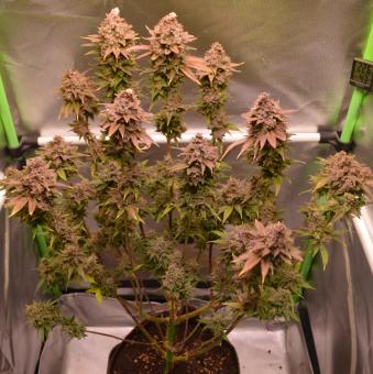 Auto Candy XXL Genetics - картинка 4