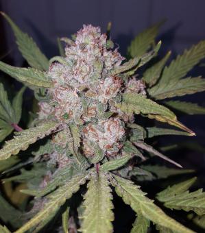 Stardawg Auto - картинка 14