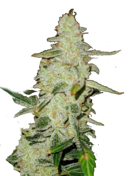 Auto OG Kush genetics