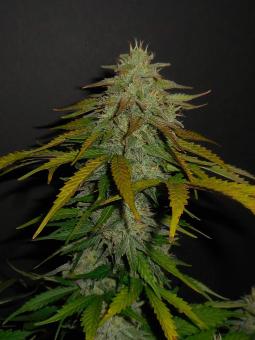 Sour Chocodiesel Genetics - картинка 1