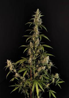 Sour Chocodiesel Genetics - картинка 2