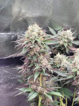 Tropicana Cookies FF - картинка 5