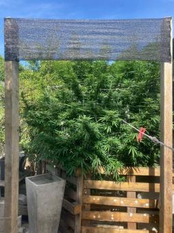 Rucu Cucu OG - картинка 1