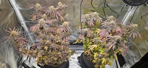 Papaya Sherbet - картинка 2