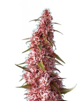 Red Pure Auto CBD - картинка 1