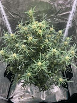 Original Auto Big Bud - картинка 7