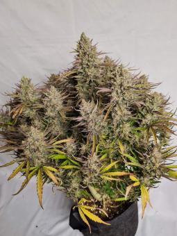 Lemon Larry OG - картинка 3