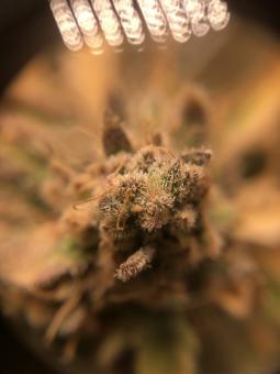 Wendy - картинка 3