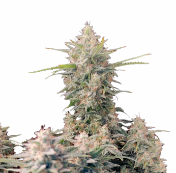 Super Skunk Auto - картинка 2