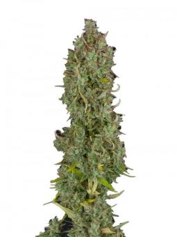 Gelato 41 - картинка 1