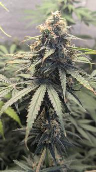 Papaya Zoap F1 Fast Version - картинка 4