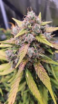 Sweet Skunk Auto - картинка 2