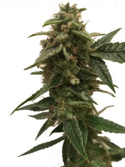 Orange Bud Auto - картинка 2