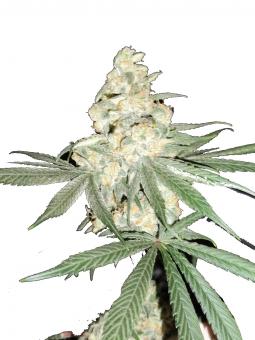 Big Bud Auto - картинка 2