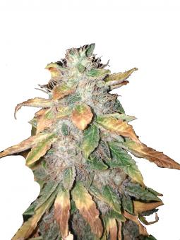 Jack Herer - картинка 6