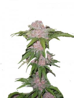 Northern Lights Auto - картинка 2