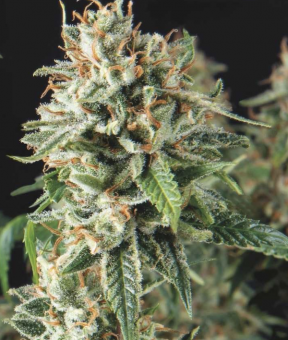 Super OG Kush Fast Version - картинка 1