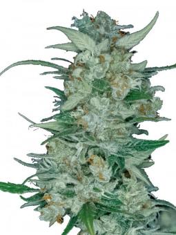 White Bhutanese - картинка 6