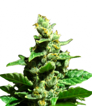 Green-O-Matic Auto - картинка 4