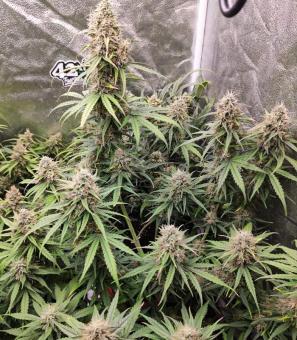 White Widow Auto - картинка 7