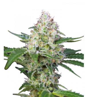 Crystal Candy - картинка 3