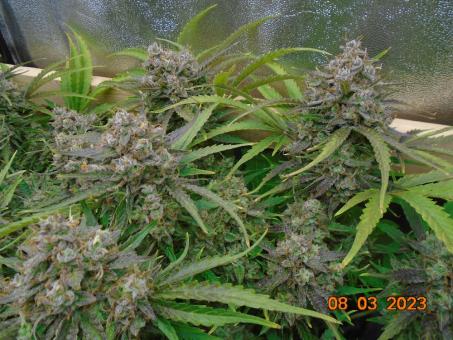 Auto Banana Blaze - картинка 3