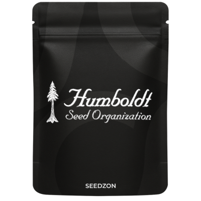 Chocolate Mint OG Auto