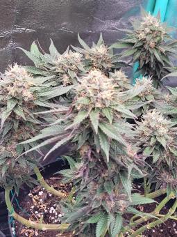 Tropicana Cookies FF - картинка 7
