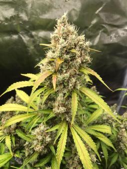Auto Gorilla autofem (American Strains) - картинка 2