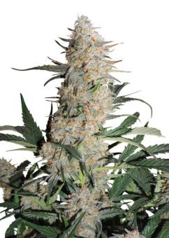 Auto Critical Orange Punch - картинка 6