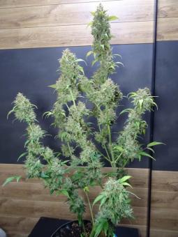 Auto Gummy Kush genetics - картинка 1