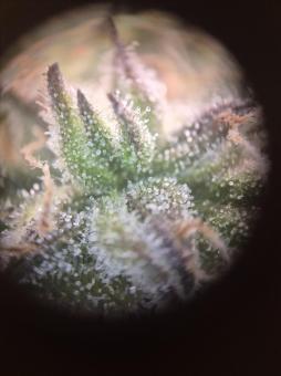 Northern Lights Auto - картинка 3