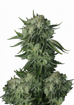 Moby Dick Auto - картинка 2