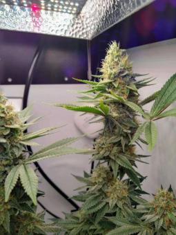 Serious 6 reg - картинка 3