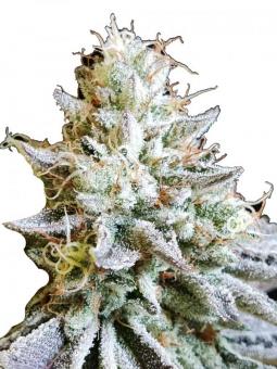 Dutch Kush - картинка 5