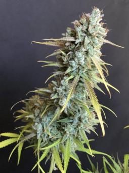 Bruce Banner Auto - картинка 2