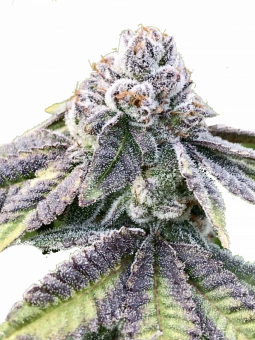 Auto Cherry Breath genetics - картинка 1