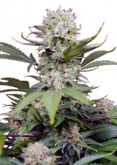 Sweet Mandarine Zkittlez XL Auto - картинка 2
