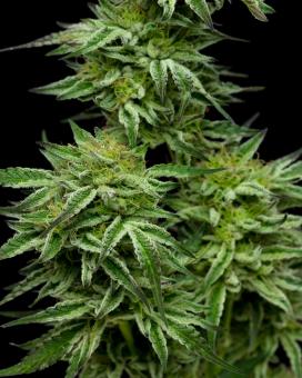 Mountaintop Mint - картинка 2