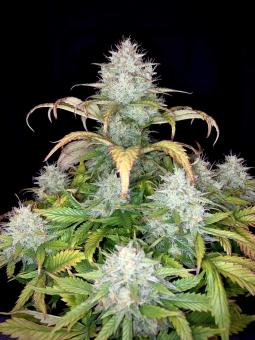 Killer Kush Auto - картинка 5