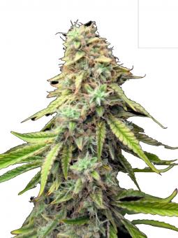 Purple Punch Auto - картинка 1
