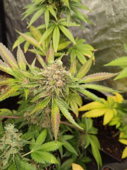 Gorilla Sherbet F1 Fast Version - картинка 1
