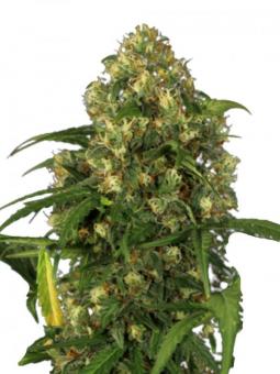 Exodus Cheese - картинка 1