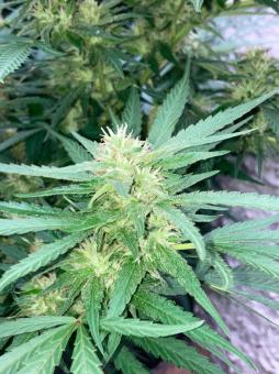 Rucu Cucu OG - картинка 5