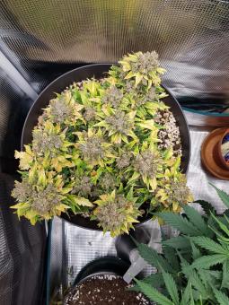 Sweet Pure Auto CBD - картинка 1