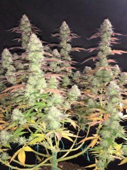 Washing Machine - картинка 6