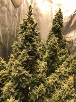 White Widow Auto - картинка 3
