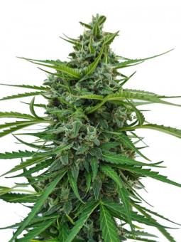 Afghan Kush Auto - картинка 1