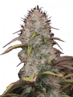 Blueberry Auto - картинка 6